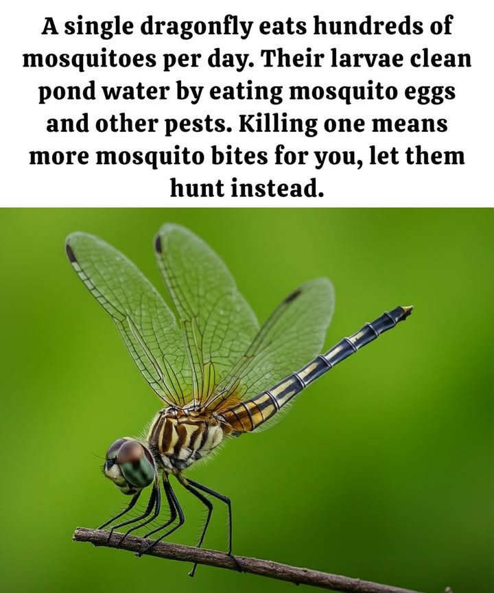 Why You Should Let Dragonflies Live! 曆

Dragonflies are more than just beautiful insectstheyre powerful little predators that play a crucial role in controlling pests, especially mosquitoes! Heres why you should think twice before swatting them away. 

1. Mosquito Eaters 烈

A single dragonfly can eat hundreds of mosquitoes per day. Theyre like natural pest control, keeping the mosquito population in check and reducing the number of annoying bites you get. 

2. Larvae Clean Water 

Dragonfly larvae live in water and help clean it by eating mosquito eggs and other pests. Their presence helps keep your pond water healthier and reduces the chances of mosquito outbreaks. 

3. No Need to Kill Them 

While it might be tempting, killing a dragonfly means you could end up with more mosquito bites. Let them do their job and keep the mosquito population under control for you! 隸

4. A Helpful Insect for Nature 

Dragonflies are not only beneficial to humans but also help balance the ecosystem by controlling the populations of smaller insects. Theyre natural predators that benefit the environment as a whole.