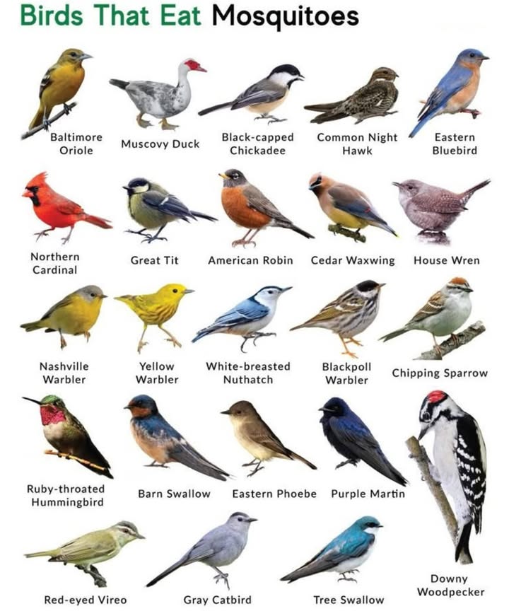 Say Goodbye to Mosquitoes! 烈 Meet the Birds That Eat Them! 
 Baltimore Oriole  Eye-catching and insect-loving
閭 Muscovy Duck  Eats mosquitoes and larvae
 Black-capped Chickadee  Tiny but a top bug-hunter
 Common Nighthawk  Nocturnal flyer that eats on the wing
 Eastern Bluebird  Feeds mosquitoes to its young
 Northern Cardinal  Eats seeds and plenty of bugs
 Great Tit  European garden bird & insect enthusiast
缾 American Robin  Worms & insects on the menu
 Cedar Waxwing  Fruit fan, but catches bugs too
 House Wren  Small, active insect terminator
 Nashville Warbler  Forages on leaves for insects
 Yellow Warbler  Bright, busy, bug-loving
 White-breasted Nuthatch  Tree climber & insect finder
吝 Blackpoll Warbler  Eats tons of flying insects
 Chipping Sparrow  Tiny backyard bug-hunter
 Ruby-throated Hummingbird  Nectar  protein mosquitoes!
 Barn Swallow  Aerial ace in mosquito control
 Eastern Phoebe  Waits & strikes flying insects
 Purple Martin  Social, vocal, and mosquito-hungry
 Red-eyed Vireo  Tree-forager for leaf-dwelling bugs
 Gray Catbird  Eats lots of insects in breeding season
 Tree Swallow  Zooms through the air catching bugs
 Downy Woodpecker  Picks larvae off tree bark

 Attract Them to Your Yard:

 Add bird baths or water features
 Plant native trees & shrubs
 Skip the pesticides
 Use birdhouses especially for martins & wrens