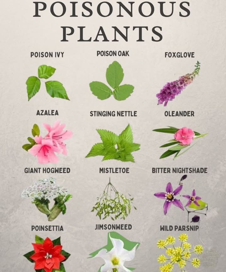 Deadly Beauty  Poisonous Plants to Watch Out For! 
 Poison Ivy  Causes severe skin rashes and itching
 Poison Oak  Similar to poison ivy, it can blister skin
 Foxglove  Beautiful but deadlycan stop the heart
 Azalea  Just a few leaves can be toxic to pets and humans
 Stinging Nettle  Delivers a painful sting on contact
 Oleander  All parts are extremely toxic, especially to children and pets

 More to Avoid:
 Giant Hogweed  Its sap  sunlight = severe burns
 Mistletoe  Romantic, but poisonous if eaten
 Bitter Nightshade  Related to deadly nightshadedont be fooled!
 Poinsettia  Not deadly, but irritating to skin and stomach
 Jimsonweed  Can cause hallucinations and organ failure
 Wild Parsnip  Causes painful rashes when touched in sunlight

 Stay Safe in Your Garden!
 Dont judge a plant by its beautysome of the prettiest blooms are the most toxic.
 Teach kids and guests what to avoid in your yard.
 Protect pets who love to nibble greenery.