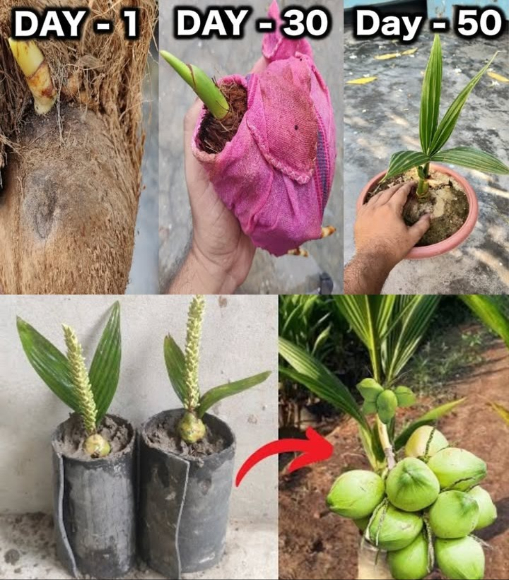 How To Grow Coconut Tree From Coconut Fruit
1. Choose a Fresh Coconut: Select a heavy, mature coconut with water inside.
2. Prepare the Coconut: Remove the husk carefully without damaging the shell.
3. Locate the Eye: Find the softest eye on the coconut where the shoot will emerge.
4. Soak the Coconut: Place it in water or moist sand for a few days to soften the shell.
5. Prepare the Container: Fill a pot with well-draining soil and ensure it has drainage holes.
6. Plant the Coconut: Place it sideways in the soil with the soft eye facing up.
7. Water Thoroughly: Keep the soil evenly moist but not waterlogged.
8. Create a Mini Greenhouse: Cover the pot with plastic to retain moisture and warmth.
9. Provide Warmth and Sunlight: Place the pot in a warm, sunny spot with indirect sunlight.
10. Be Patient: Germination can take months, so monitor regularly and be patient.
11. Transplant Seedling: Once it sprouts and grows, transplant to a larger pot or ground.
12. Provide Care: Water regularly, fertilize during the growing season, and protect from cold.
13. Enjoy: With time and care, your coconut tree will grow, bringing a tropical vibe to your space.