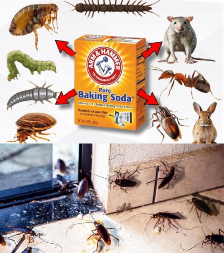 Natural Pest Control with Baking Soda: A Step-by-Step Guide
荒 1. Kill Cockroaches
What you need:

Baking soda

Sugar

Shallow dish

How to use:
Mix equal parts baking soda and sugar. Place in dishes near cockroach hiding spots. Sugar attracts them, baking soda kills them.

 2. Repel Ants
What you need:

Baking soda

Powdered sugar

How to use:
Mix 1:1 ratio and sprinkle along trails or entry points.

 3. Prevent Garden Fungus
What you need:

1 tbsp baking soda

1 gallon water

A few drops dish soap

Spray bottle

How to use:
Spray on plants weekly to stop mildew. Avoid hot sunny days.

 4. Deter Mice
What you need:

Baking soda

Sugar

Flour

How to use:
Mix equal parts. Place small amounts in corners and behind appliances.

練 5. Freshen Carpets & Repel Bugs
What you need:

Baking soda

Optional Peppermint or lavender oil

How to use:
Sprinkle on carpet, let sit 1520 mins, then vacuum.

 Safety Tips
Keep away from kids & pets

Dont use in large amounts

Test plant sprays on a small area first

 Eco-Friendly Bonus
Baking soda is cheap, safe, and reduces toxic chemical use. A win for your home and the planet.