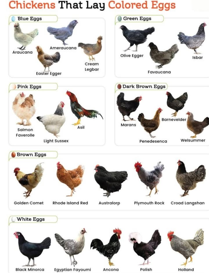 A Rainbow in Your Nest Box: Chickens That Lay Colored Eggs
 Blue Egg Layers
Chickens that lay blue eggs are a favorite for their unusual and attractive hue.

Araucana

Ameraucana

Easter Egger

Cream Legbar

These breeds are often prized not only for their eggs but also for their unique looks and friendly personalities.

 Green Egg Layers
Green eggs are the result of blue egg genes mixed with brown-laying genetics.

Olive Egger

Favaucana

Isbar

These chickens often come from crossbreeds designed specifically for colorful egg production.

 Pink Egg Layers
Less common but no less charming, these breeds can produce pink-tinted eggs.

Salmon Faverolle

Light Sussex

Asil

Pink eggs often appear due to a chalky bloom that overlays brown or cream-colored shells.

 Dark Brown Egg Layers
Rich, chocolatey eggs come from these heavy-hitting layers:

Marans

Barnevelder

Penedesenca

Welsummer

Marans, especially the Black Copper variety, are known for the darkest eggs in the poultry world.

 Brown Egg Layers
These reliable layers are often top choices for beginners.

Golden Comet

Rhode Island Red

Australorp

Plymouth Rock

Croad Langshan

Brown eggs are the most common in backyard flocks and are known for their sturdy shells.

 White Egg Layers
Classic white eggs come from these sleek, often high-producing breeds:

Black Minorca

Egyptian Fayoumi

Ancona

Polish

Holland

These breeds tend to be active and hardy, with consistent laying patterns.

Wrapping Up

Whether youre aiming for aesthetic appeal or egg diversity, choosing a mix of breeds based on egg color can make your flock more fun and your egg basket more colorful. With the right combination, youll have a beautiful array of eggs to collect every morningno dye required!