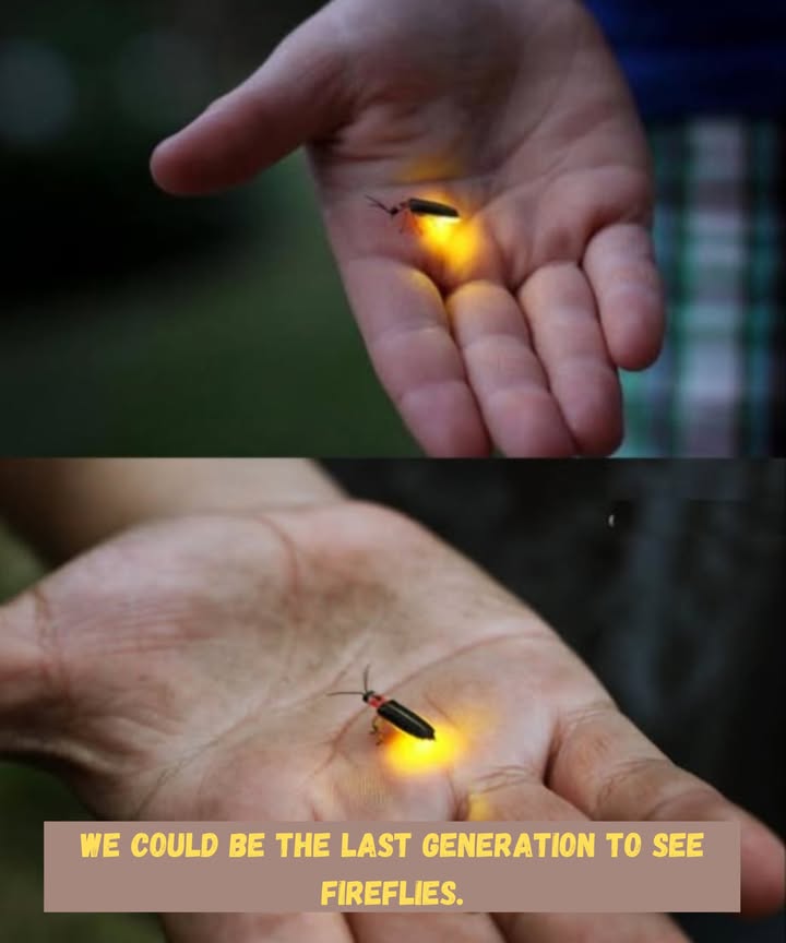 Fireflies are at risk of extinction, not due to natural causes, but due to our actions.  What are the causes? Pesticides, light pollution, and habitat loss. But there is still hope. How can we help?  Keep some wild plants in your garden.  Avoid using sprays.  Plant native species. Lets not let the light go out. Lets keep it shining!