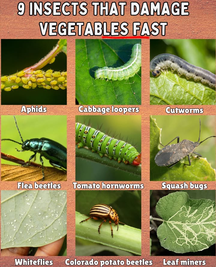 9 Insects That Damage Vegetables Fast

 Aphids  suck sap and weaken plants

 Cabbage loopers  chew through leafy greens

 Cutworms  sever seedlings at the base

 Flea beetles  tiny but destructive to young plants

 Tomato hornworms  strip tomato plants overnight

 Squash bugs  wilt and damage vines

 Whiteflies  drain plant strength quickly

 Colorado potato beetles  devour potato leaves

 Leaf miners  tunnel into leaves and stunt growth