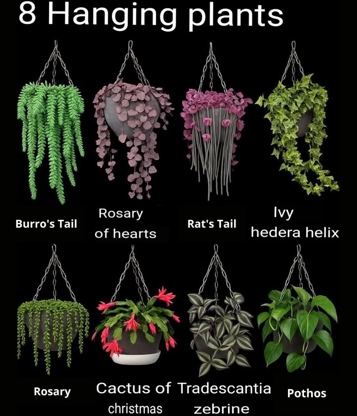 Hanging Plants: A Touch of Green That Transforms Any Space 六

Hanging plants are an excellent option to brighten and revitalize any corner of your home or office. They are ideal for indoors, as many species adapt well to low-light conditions and require little maintenance. However, it is essential to understand their specific care and needs to ensure they grow healthy and radiantly.

Basic Requirements for Hanging Plants

1. Lighting 
Most prefer moderate to low light, although some species like Verbena and Petunia need more light to flourish properly.

2. Watering 
They need to be watered regularly, but not excessively. The frequency will depend on the type of plant and the climate. Avoid waterlogging!

3. Temperature 
They prefer temperate temperatures, between 15C and 25C. Some, like orchids, require a slightly warmer environment to thrive.

4. Fertilization 
A balanced fertilizer is key to keeping them robust and green. Always follow the manufacturers instructions to avoid excess.

Special Care for Your Hanging Plants

1. Pruning 
Removing damaged or dry branches helps maintain the plants shape and prevent disease.

2. Pest Control 
These plants can be susceptible to pests such as mites, aphids, and whiteflies. Use organic or homemade products to protect them without harming the environment.

3. Maintaining the Substrate 華
The substrate should remain moist, but not soaked. Excess water can cause root rot, which is common in this type of plant.