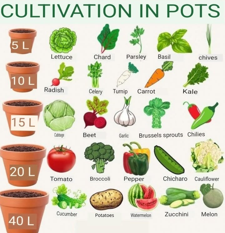 Cultivating Vegetables and Herbs in Pots: A Guide to Container Gardening
Container gardening is a great way to grow vegetables and herbs in small spaces like balconies or patios. The key is choosing the right pot size for each plant. Heres a quick guide:

Choosing the Right Pot Size

5L Pots: Lettuce, Chard, Parsley, Basil, Chives

10L Pots: Radish, Celery, Turnip, Carrot, Kale

15L Pots: Cabbage, Beet, Garlic, Brussels Sprouts, Chilies

20L Pots: Tomato, Broccoli, Pepper, Chícharo peas, Cauliflower

40L Pots: Cucumber, Potatoes, Watermelon, Zucchini, Melon

Quick Tips for Success

Use Quality Soil: Nutrient-rich, well-draining potting mix.

Sunlight: At least 6-8 hours daily.

Water Consistently: Pots dry out faster than ground soil.

Fertilize: Use organic or liquid fertilizers as needed.

Drainage: Ensure pots have drainage holes.

Support Climbing Plants: Use trellises or stakes.

Final Thoughts

With the right pot size and care, container gardening is an easy and effective way to grow fresh produce at home.
