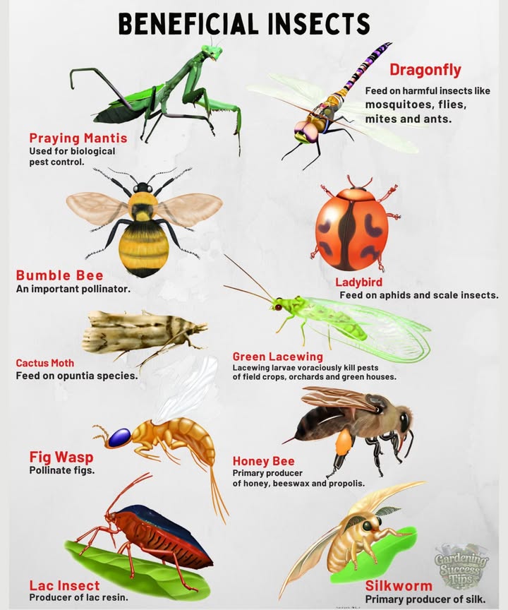 Not all bugs are pests  some protect your garden, pollinate your plants, or even make honey  .
 Let them work their magic!
Spraying kills them & poisons your lawn