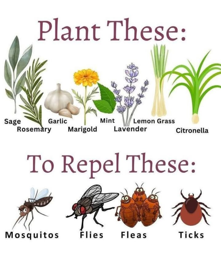 Plant These Natural Bug Repellents in Your Garden! 烈
Say goodbye to toxic sprays and hello to garden-powered protection! 
 Sage  Toss it into the fire pit! Burning sage repels mosquitoes naturally.
 Rosemary  Its woody scent keeps flies and ticks at bay. Great for cooking too!
龍 Garlic  Strong-smelling and powerful, garlic deters fleas, ticks, and mosquitoes.
 Marigold  These vibrant flowers contain pyrethrum, a natural insect repellent.
 Mint  Repels fleas and flies. Plant it in containers to prevent it from spreading wildly!
 Lavender  Known for its relaxing scent and ability to ward off mosquitoes and moths.
 Lemongrass  Contains citronella oil, a classic mosquito repellent.
 Citronella  The MVP of mosquito defense. Best planted in large pots or garden edges.

 To Repel These Pests:
烈 Mosquitoes  Biting pests that hate strong scents like lavender, citronella, and garlic.
練 Flies  Deter them with rosemary, mint, and marigold.
荒 Fleas  Protect your pets and home naturally with garlic and mint.
 Ticks  Keep them off your lawn and pets with rosemary and garlic borders.

華 Gardeners Tip:
Plant these herbs and flowers near patios, entryways, or in raised beds to create a bug-free zone. Youll enjoy a more peaceful outdoor space without chemicals!