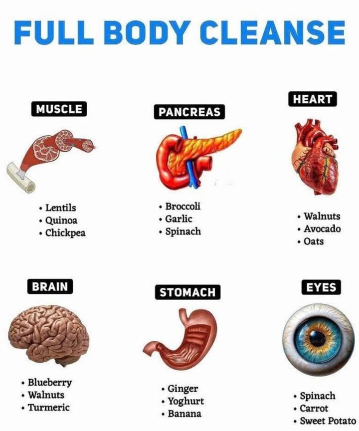 Full Body Cleanse: Eat Your Way to a Healthier You
 MUSCLES
Fuel your body and build strength with plant-based protein:

Lentils  High in protein and iron to support muscle repair.

Quinoa  A complete protein that boosts recovery and energy.

Chickpeas  Packed with protein and fiber for lasting strength.

喙 PANCREAS
Support healthy blood sugar and digestive enzyme function:

Broccoli  Detoxes the pancreas and supports insulin sensitivity.

Garlic  Anti-inflammatory and boosts immune defense.

Spinach  Rich in magnesium for pancreatic health.

 HEART
Keep your heart strong and circulation flowing:

Walnuts  Loaded with omega-3s for heart health.

Avocado  Full of healthy fats to reduce bad cholesterol.

Oats  Soluble fiber helps lower LDL bad cholesterol.

易 BRAIN
Boost memory, focus, and cognitive clarity:

Blueberries  Packed with antioxidants that fight brain aging.

Walnuts  Resemble a brain and protect one too!

Turmeric  Reduces inflammation and supports mental clarity.

北 STOMACH
Soothe your gut and keep digestion smooth:

Ginger  Eases nausea and improves digestion.

Yoghurt  A probiotic-rich food for a happy gut microbiome.

Banana  Gentle on the stomach and promotes regularity.

 EYES
Protect and nourish your vision naturally:

Spinach  High in lutein and zeaxanthin for eye protection.

Carrot  Rich in beta-carotene, the classic eye health hero.

Sweet Potato  Another vitamin A powerhouse for clear vision.