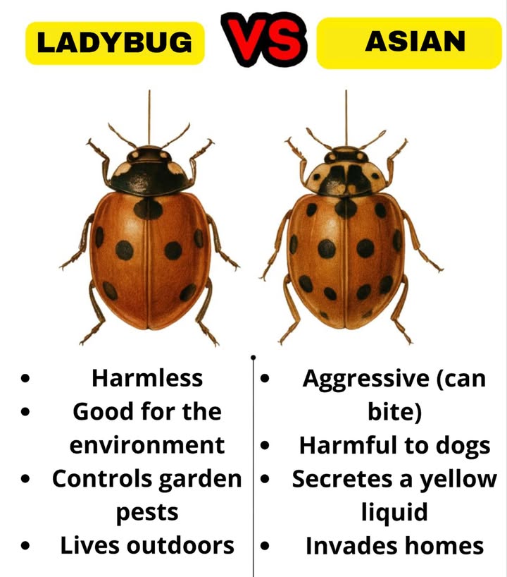 Ladybug vs. Asian Ladybug 

 Common Ladybug
 Harmless
 Environmentally friendly
 Controls garden pests
 Lives outdoors

 Asian Ladybug
 Aggressive can bite
 Harmful to dogs
 Secretes a foul-smelling yellow liquid
 Invades homes

 Knowing the difference helps protect your garden and home.