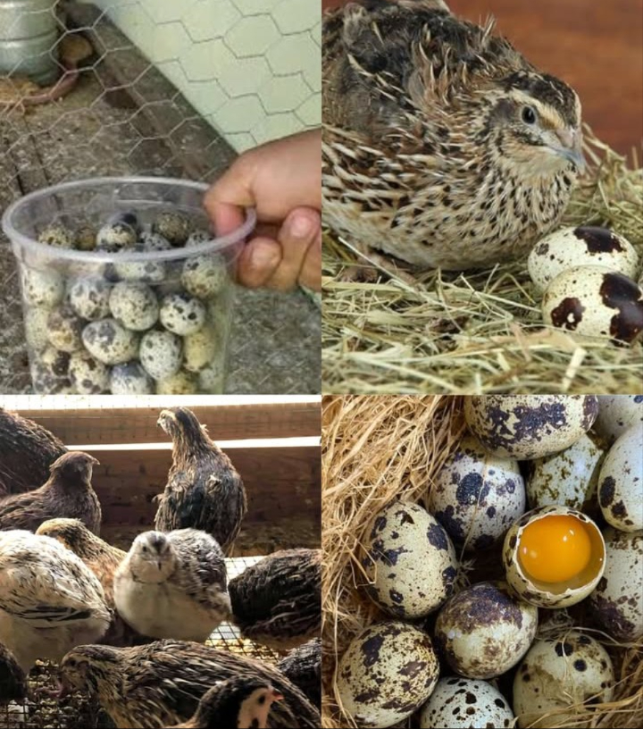 Guide and tips for raising quails and obtaining eggs
1. Advantages of raising quails
o They take up less space and consume less feed than chickens.
o They are highly productive, laying up to 300 eggs per year.
o Eggs are a prized delicacy in several countries.
2. Basic requirements
o Minimum space of 1 m per bird to avoid overcrowding.
o Closed cages with a waterproof roof to protect them from escapes and humidity.
o High-protein feed 20%: commercial feed, boiled rice, fruits and vegetables.
o Calcium supplement with eggshells or crushed shells.
o Lighting of 14-16 hours a day, natural or artificial.
3. Necessary care
o Keep cages clean and dry to prevent disease.
o Provide nest boxes with hay or wood shavings for comfort.
o Ensure a safe environment, with air flow and noise insulation.
 o Watch for signs of stress or illness such as lethargy or ruffled feathers.
4. Recommended Breeds
o Japanese Quail: High egg productivity.
o Button Quail: Lower productivity, but easy to handle.
5. Egg Production
o Begin laying at 6-8 weeks of age.
o Lay 150-300 eggs per year.
o Production declines after 9 months.
6. Additional Considerations
o Limit food and water space to prevent fighting.
o Collect eggs daily to maintain cleanliness and prevent damage.
o Up to 6 quail can be raised in one hens space.