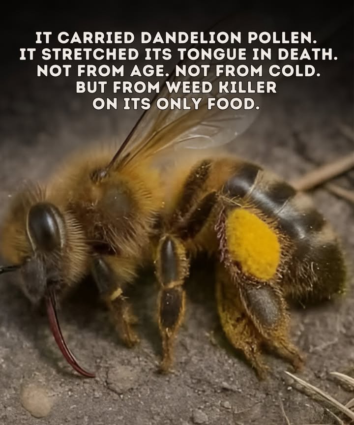 This is a honeybee killed by herbicide. The pollen on her legs came from dandelions.
Her tongue remained out, a sign of pesticide poisoning.

In early spring, dandelions, wildflowers, and fruit trees are the only food sources bees have until mid-June. Yet many are killed when lawns are sprayed for weeds.

Please dont spray until after blackberries bloom. What we call weeds, bees call survival. And without bees, our food crops disappearand so do we.
