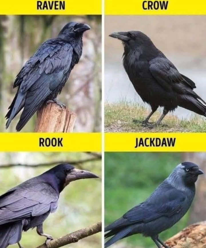 Raven, Crow, Rook, or Jackdaw? Learn the Differences! 
 RAVEN  The Mysterious Giant
 Size: Largest of the four
 Beak: Thick and powerful
 Tail: Wedge-shaped in flight
 Feathers: Shaggy throat feathers
 Call: Deep, croaking gronk
礪 Often seen solo or in pairs

 CROW  The Everyday Genius
 Size: Smaller than ravens
 Beak: Straighter and slimmer
 Tail: Fan-shaped in flight
 Feathers: Sleeker throat
 Call: Classic caw-caw
 Frequently seen in flocks

 ROOK  The Elegant Oddball
 Size: Crow-sized, but slimmer
 Beak: Pale and bare at the base in adults
 Feathers: Fluffy leg trousers
 Behavior: Nests in large, noisy colonies
 A classic feature of European countryside skies

 JACKDAW  The Social Acrobat
 Size: Smallest of the group
 Eyes: Bright pale-grey, striking look
 Head: Light grey nape and crown contrast with black body
 Behavior: Playful, agile flyersoften in groups
 Super curious and clever!