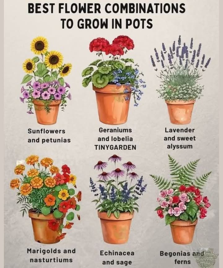 Best Flower Combinations to Grow in Pots
 Sunflowers  Petunias
Add instant sunshine! Tall, bold sunflowers pair beautifully with cascading, colorful petunias.
 Full Sun   Moderate Water

 Geraniums  Lobelia
A vibrant, classic combo. Geraniums provide bold color, while lobelia trails delicately.
 Sunny Spots   Well-Drained Soil

 Lavender  Sweet Alyssum
Fragrant and pollinator-friendly! Lavenders spikes meet alyssums soft, dainty blooms.
 Full Sun   Low Maintenance

 Marigolds  Nasturtiums
Colorful  functional. This cheerful duo is pest-repelling and edible!
 Full Sun   Drought-Tolerant

 Echinacea  Sage
Wild prairie vibes in a pot! Beautiful blooms and textured foliage.
 Sunny  Dry   Pollinator Magnet

 Begonias  Ferns
Perfect for shade. Lush greens meet soft, romantic blooms.
 Shade to Partial Sun   Humid & Moist

 Final Tip:
Choose combos with similar sunlight  water needs for stress-free success. Happy potting!