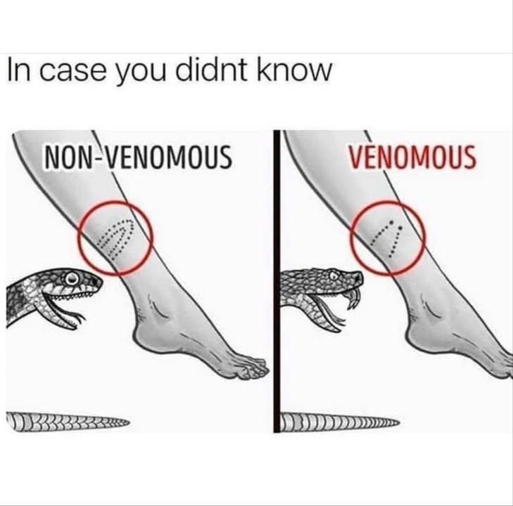 Snake Bite : Venomous vs. Non-Venomous  Know the Difference!
 Non-Venomous Bite
 Bite Pattern: Multiple tiny teeth marks in a horseshoe shape.
 Pain: Usually mild to moderate.
 Danger Level: Low  non-venomous snakes may still cause infection but arent toxic.
 Treatment Tip: Clean the wound, apply antiseptic, and monitor for signs of infection.

 Venomous Bite
 Bite Pattern: Two distinct puncture wounds from fangs.
 Pain: Often immediate and intense.
 Danger Level: High  venom can spread rapidly through the body.
 Treatment Tip: Stay calm, immobilize the area, and seek emergency medical help immediately. Do NOT try to suck out the venom!