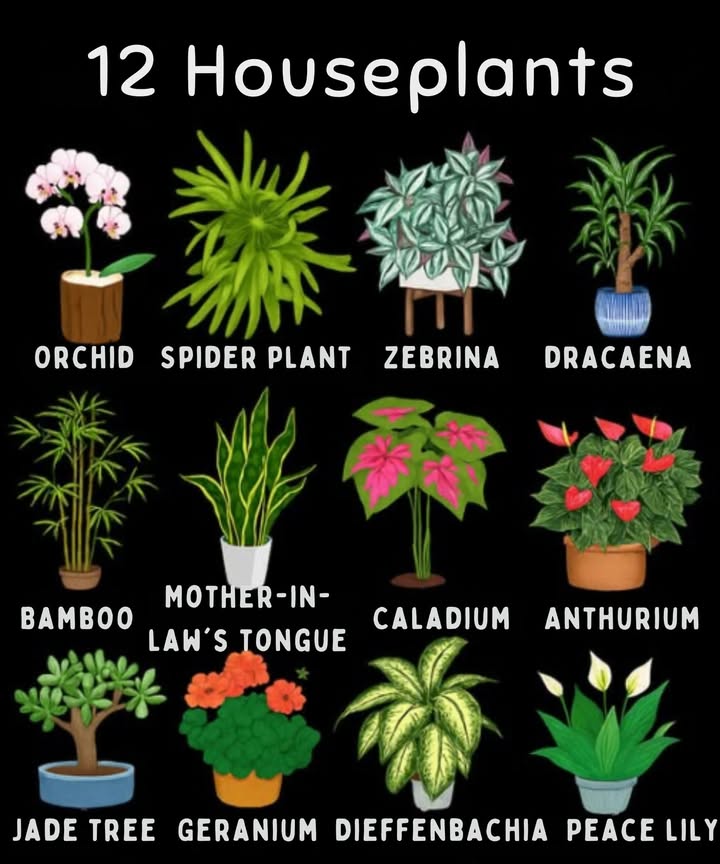 Indoor plants are an excellent way to add a natural and aesthetic touch to our homes and workspaces. In addition to their beauty, these plants help purify the air and improve the quality of the environment. For them to thrive, it is essential to provide them with the right conditions in terms of light, watering, and fertilization.
Light is essential for the growth of indoor plants. Some require a lot of light, while others can survive in shade.
– High light: Plants such as orchids, bromeliads, and anthuriums require abundant light to thrive.
– Medium light: Plants such as spider plants, peperomias, and dracaenas can tolerate medium light.
– Low light: Plants such as ZZ plants, snake plants, and pothos adapt well to shade.
Watering is also crucial for the development of indoor plants. Some require a lot of water, while others can withstand periods of drought.
– Moderate watering: Most houseplants require balanced watering.
– Avoid overwatering: Overwatering can cause root rot and plant death.
– Seasonal watering: During spring and summer, plants need more water, while in fall and winter they require less.
Fertilizing is essential to provide the nutrients plants need to grow.
– Fertilize moderately: Generally, houseplants require moderate fertilization.
– Choose a balanced fertilizer: This type of fertilizer provides the right nutrients for healthy plant growth.
– Seasonal fertilization: In spring and summer, plants require more fertilizer; in fall and winter, they need less.
Here are some of the most popular indoor plants:
– Spider plant: Easy to care for, requires medium light and moderate watering.
– Snake plant: Tolerates shade well and requires moderate watering.
– Pothos: Can thrive in shady conditions and also requires moderate watering.
– Dracaena: Requires medium light and balanced watering.
– Orchid: Requires plenty of light and moderate watering.
Incorporate these wonderful plants into your home or workspace and enjoy their benefits!