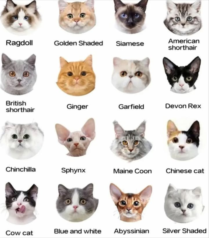 A Guide to 16 Popular Cat Breeds and Their Unique Features
 1. Ragdoll
Fluffy, blue-eyed, and super cuddly  they go limp when you pick them up! 

李 2. Golden Shaded
Golden glamour in a cat! Calm, plush, and purrfect for snuggling.

 3. Siamese
Sleek, talkative, and elegant with crystal-blue eyes. Total divas! 

 4. American Shorthair
Classic, chill, and all-around lovable. Great for families!

 5. British Shorthair
Teddy bear vibes! Chubby cheeks  calm cuddles = best combo.

李 6. Ginger
Not a breed, but a vibe! Fun, playful, and full of personality.

 7. Garfield
Flat-faced fluffballs with big attitude. Yes, they nap a lot.

 8. Devon Rex
Big ears, big energy! Spirited and oh-so-unique.

 9. Chinchilla
Sparkling silver coats and dreamy eyes. Graceful and gentle.

勺 10. Sphynx
No fur, all love! Warm-hearted, quirky, and cuddle-ready.

 11. Maine Coon
The gentle giant! Fluffy tails and friendly hearts. Dog-like energy!

 12. Chinese Cat
Unique facial markings and a calm, elegant aura.

 13. Cow Cat
Black and white, playful, and packed with personality.

 14. Blue & White
Soft gray “blue” mixed with white = Insta-worthy beauty!

 15. Abyssinian
Sleek, wild looks with curious eyes. Born explorers!

 16. Silver Shaded
Like a living snowflake  soft, elegant, and oh-so-pretty.