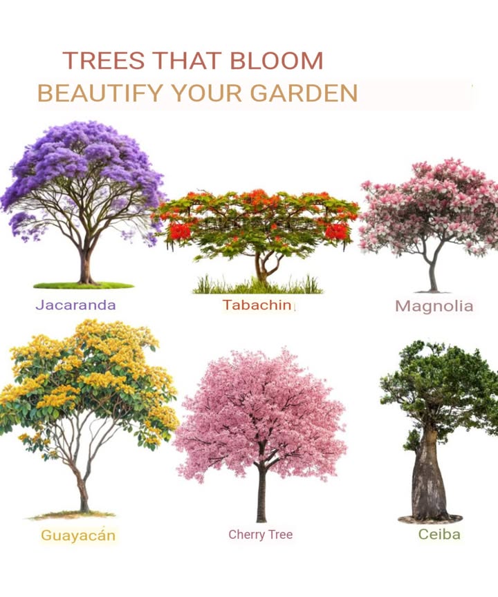 Flowering Trees: A Festival of Colors for the Garden 
1. Jacaranda Jacaranda mimosifolia
Native to South America, it brightens the streets with lilac or purple flowers in spring and summer.
2. Tabachin Delonix regia
Originating from Madagascar, its red or orange blooms burst forth in summer and attract everyones attention.
3. Magnolia Magnolia spp.
From Asia and North America, its fragrant white, pink, or purple flowers are a delight in spring.
4. Guayacán Porlieria chilensis
Native to South America, it offers vibrant yellow blooms in spring and summer.
5. Japanese Cherry Prunus serrulata
A jewel of Japan with pink or white flowers that transform landscapes in spring. 
6. Ceiba or Drunken Stick Ceiba speciosa
From South America, this giant blooms in pink or purple in summer and fall with a majestic silhouette.
 These trees provide shade, habitat, and vibrant beauty to the garden all year round.