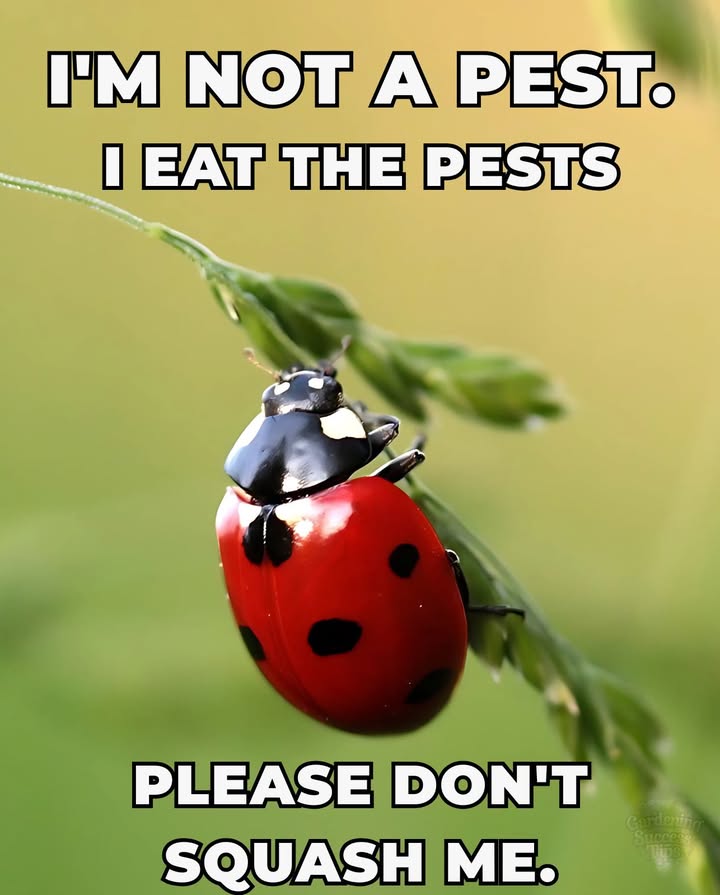 Coccinellidae: The Ladybird Beetle
 A widespread family of small beetles
 Known as ladybugs in North America
 Called ladybirds in the UK
 Entomologists prefer ladybird beetles or lady beetles to avoid confusion with true bugs

Why Keep Them Around?
 Natural predators of aphids and scale insects
 Help control garden pests without chemicals

Tip
 Attract them by planting dill, fennel, and marigolds