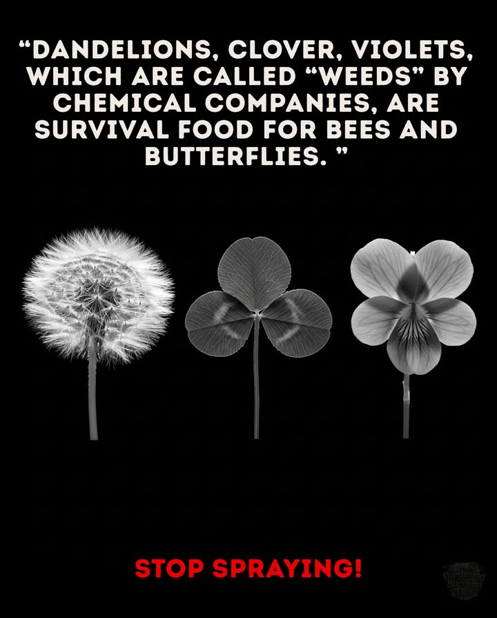 Not WeedsWildlife Food
What chemical companies call weeds are actually life-saving plants:

 Dandelions  first nectar for bees in early spring.
 Clover  rich pollen source, keeps lawns alive with pollinators.
 Violets  host plants for fritillary butterflies.

Every spray kills more than plants. It starves bees, butterflies, and the wildlife that depend on them.

 Stop spraying. Let them bloom.
Your lawn can be a sanctuary, not a dead zone.
