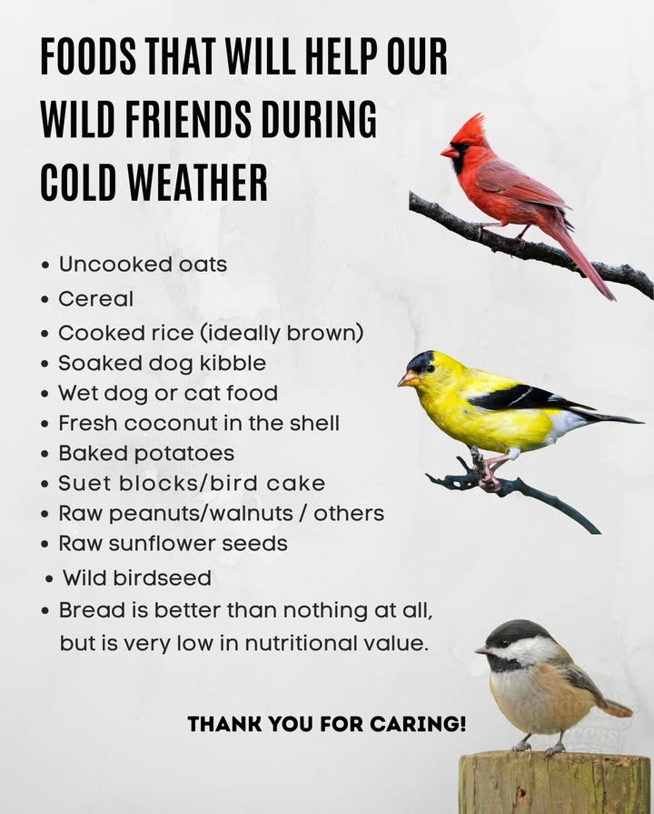 When the cold sets in, food grows scarce.
A handful of oats, seeds, or suet can mean survival.
Peanuts, rice, or baked potatoes  small kindness, big impact.
Skip bread when you can  it fills but doesnt nourish.
Each meal you share keeps the wild alive a little longer.