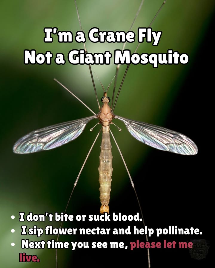 Im a Crane Fly  Not a Giant Mosquito 
 No need to swat! I dont bite or suck blood.
 I simply sip nectar and lend a hand with pollination.
 Next time you see my long legs fluttering by,
 just let me be  Im one of the good guys.