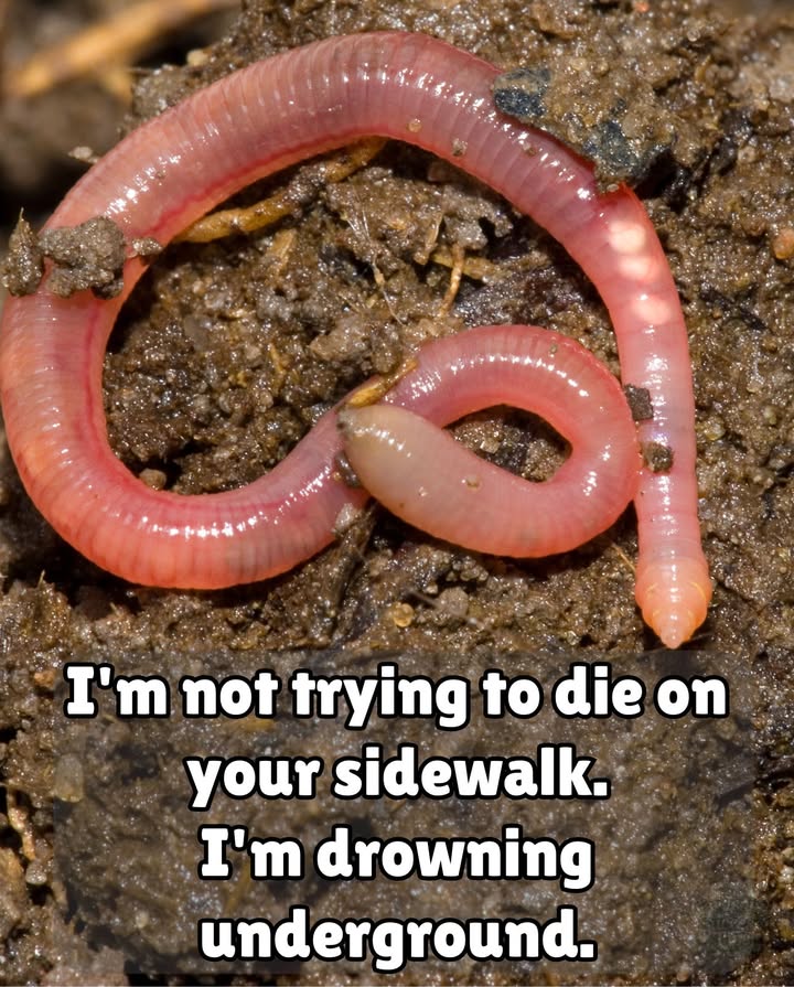 缾 Earthworm Truth Bomb 
Im not escaping the soil. Im suffocating, looking for air.

 I breathe through my skin  rain can drown me
 I tunnel and aerate your garden for free
 I process 10 tons of soil per acre every year
 My castings? Worth 2,000 per ton in natural fertilizer
 I enrich soil with 700% more plant nutrients
 I can live 10 years  but die on concrete in 10 minutes
 One of me = the power of 1,000 bacteria

 Protect your soil. Protect me.
Im not a pest. Im the engine of your gardens health.