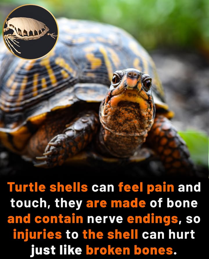 Turtle Shells: Not Just Armor
More than a shellits living, feeling bone.

 Made of fused ribs and spine, covered in keratin
 Contains nerve endingscan feel pressure and pain
 Damage to the shell = serious injury, like a broken bone
 Sensitive to touchsome enjoy gentle scratches
 Cracks can lead to infection and require treatment
 A vital part of the turtles body, not removable or replaceable

啕 Handle with careits not just a shell, its part of them
