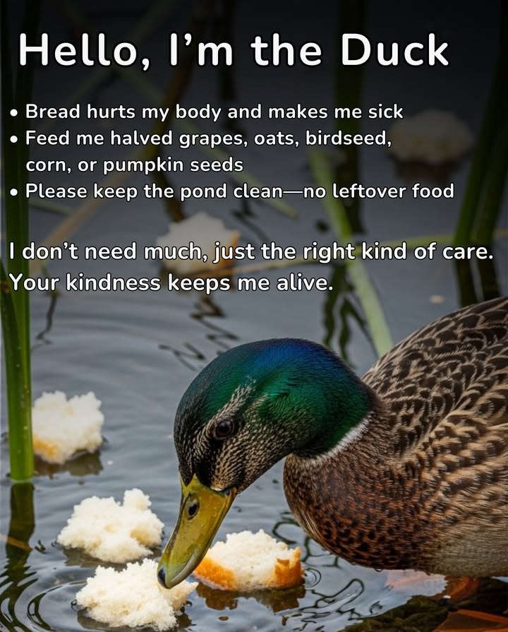 Next time you visit, skip the bread!  It can harm ducks, causing malnutrition and deformities. Instead, bring halved grapes, oats, cracked corn, or pumpkin seedssmall swaps that save lives! 閭 Healthy food keeps wildlife thriving and ecosystems clean.