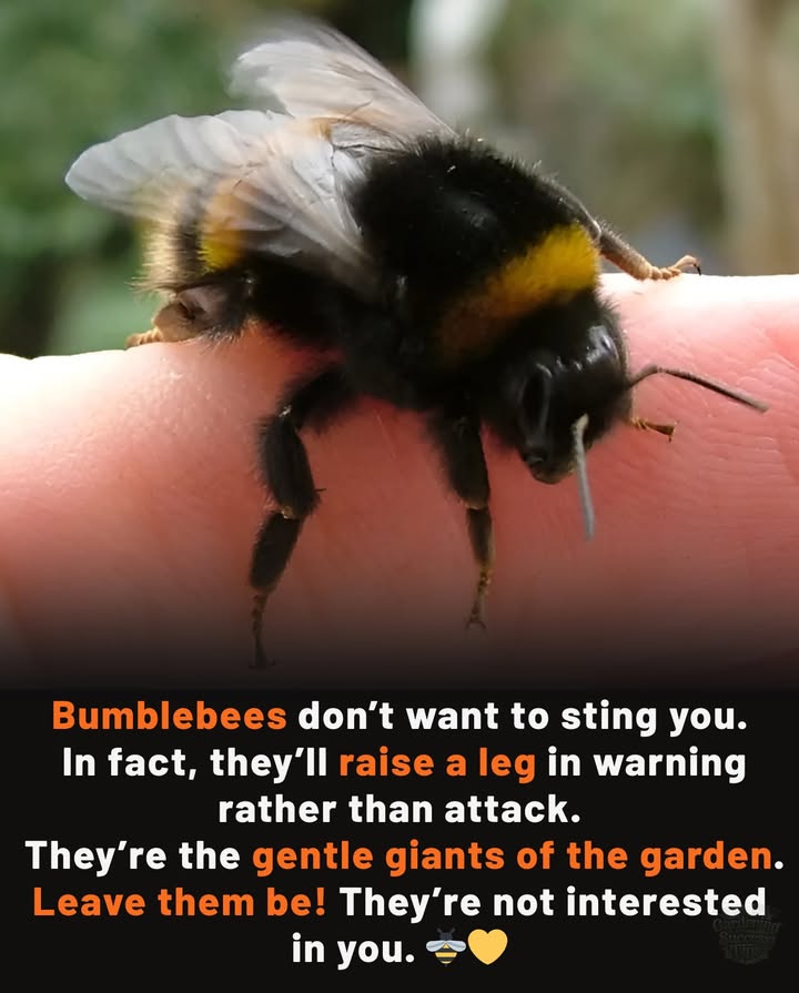 Every buzzing bumblebee is a friend, not a foe.
 Protect them, and theyll feed the world.
Why bumblebees matter:
 Pollinate wildflowers   keeping ecosystems alive
 Boost food crops   tomatoes, peppers, berries & more
 Work in cool weather   when honeybees stay home
 Gentle by nature 爐  sting only as a last resort