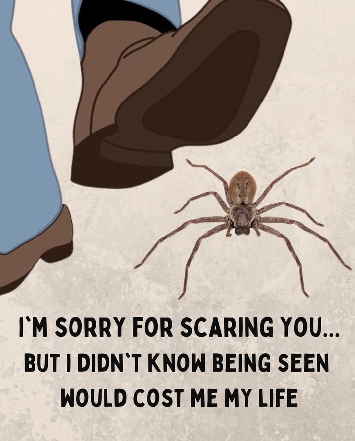 Spiders avoid humans and arent dangerous in most cases.
If you spot one indoors, gently relocate it outside instead of killing.
Theyre not out to get you  theyre just trying to live.
Be kind to all kinds.