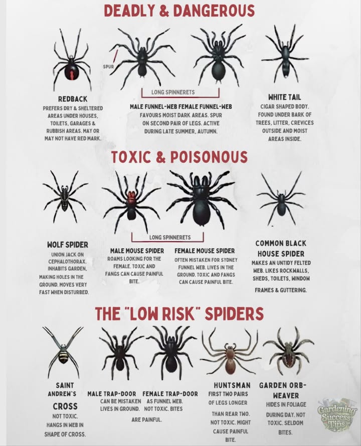 Spider Safety Guide: Know Whats Dangerous!

 Deadly: Redback, Funnel-web, White tail
 Toxic: Wolf, Mouse, Black house spider
 Low Risk: Saint Andrews cross, Trap-door, Huntsman, Garden orb-weaver

 Stay curious, stay safe!