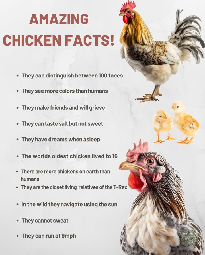 Chickens are more than just farm animalstheyre intelligent, social, and fascinating creatures:

 Recognize up to 100 faces
 See more colors than humans
 Form bonds and mourn their companions
 Experience dreams while sleeping
 Navigate using the sun in the wild
 Descended from the mighty T-Rex
 Can run at 9 mph and live up to 16 years

Perfect blend of natures instinct and evolutionary wonder