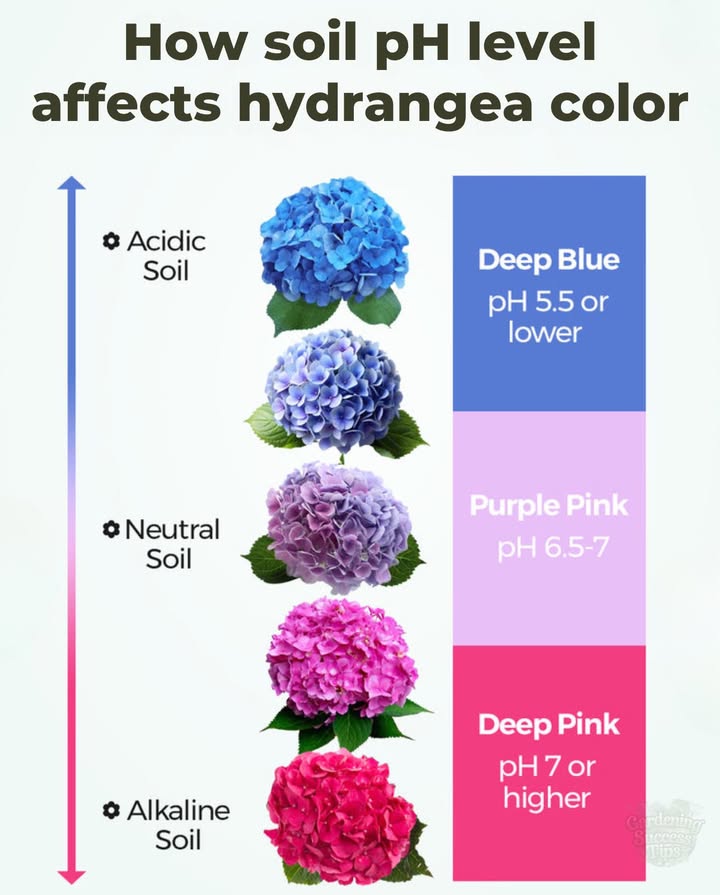 Hydrangea Colors & Soil pH: A Beautiful Connection
Hydrangea blooms change color based on the pH of the soil they grow in.

 Acidic Soil pH below 6.0  Blue or purple flowers
 Alkaline Soil pH above 6.0  Pink or red flowers

 To shift color naturally:
 Add aluminum sulfate or coffee grounds for bluer blooms
 Use garden lime or crushed eggshells for pinker hues

 Works in both containers and garden bedsjust be patient, changes take time!

Hydrangeas dont just growthey tell a story about your soil.