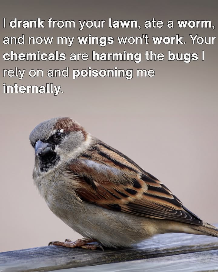 That Perfect Lawn Isnt Worth the Cost 
Beneath the lush green lies a toxic truthpesticides and herbicides dont stop at pests.
They seep into soil, run off into water, and find their way into the beaks of birds.
Every perfect patch can ripple harm through the entire food chain.
Choose care over controllet nature thrive. 

#EcoFriendlyGardening #ProtectWildlife #NatureOverChemicals