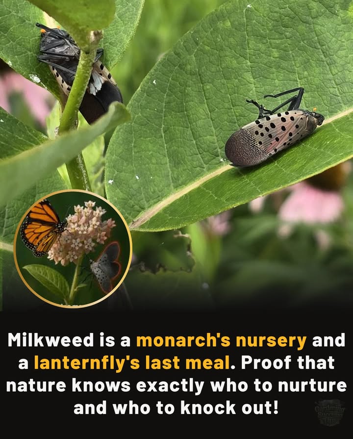Milkweed doesnt just raise monarch caterpillarsit kills invasive lanternflies.

Monarchs can eat milkweed safely, storing its chemicals like living armor that makes them unappealing to predators. Lanternflies? Studies show 6080% die within 24 hours of contact with common milkweed SARE Project LNE25-494R.

That matters when lanternflies are costing the U.S. hundreds of millions in crop damage every year.

One plant, two missions: feeding monarchs and fighting pests. Sometimes, the best pest control is already blooming in your garden. 曆