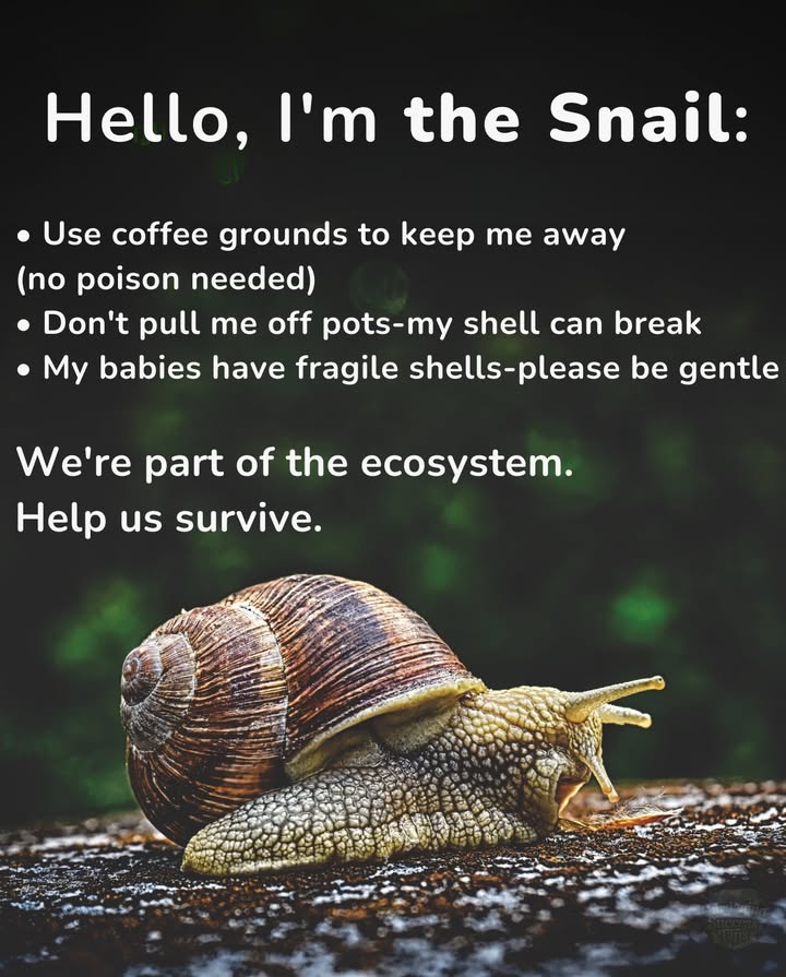 Snails help recycle organic matter and enrich soilso keep them in balance, not out of the picture.
They may nibble on your plants, but theyre still vital members of the ecosystem.
 Instead of harsh chemicals, try:
 Coffee grounds sprinkled around plants
 Crushed eggshells as a gentle barrier
 Handpicking at dusk or dawn