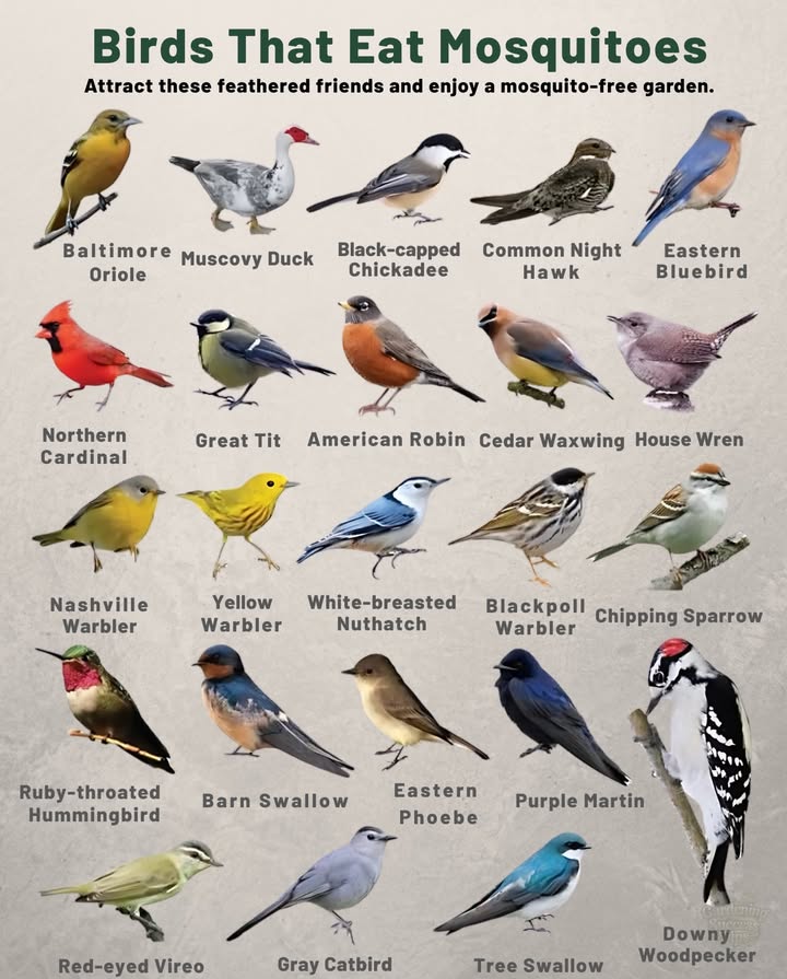 烈 Natural Mosquito Control  No Chemicals Needed 

 Purple Martins & Barn Swallows can eat hundreds of mosquitoes daily.
 Chickadees, Wrens, & Warblers add garden pest defense while bringing song.
 Woodpeckers, Bluebirds, & Robins help keep insect populations in balance.
 Even tiny Hummingbirds do their part in controlling mosquitoes.

 Encourage these birds by planting native shrubs, adding fresh water, and skipping pesticides  your garden becomes a safer haven for both people and wildlife.

#NaturalPestControl #BirdsInTheGarden