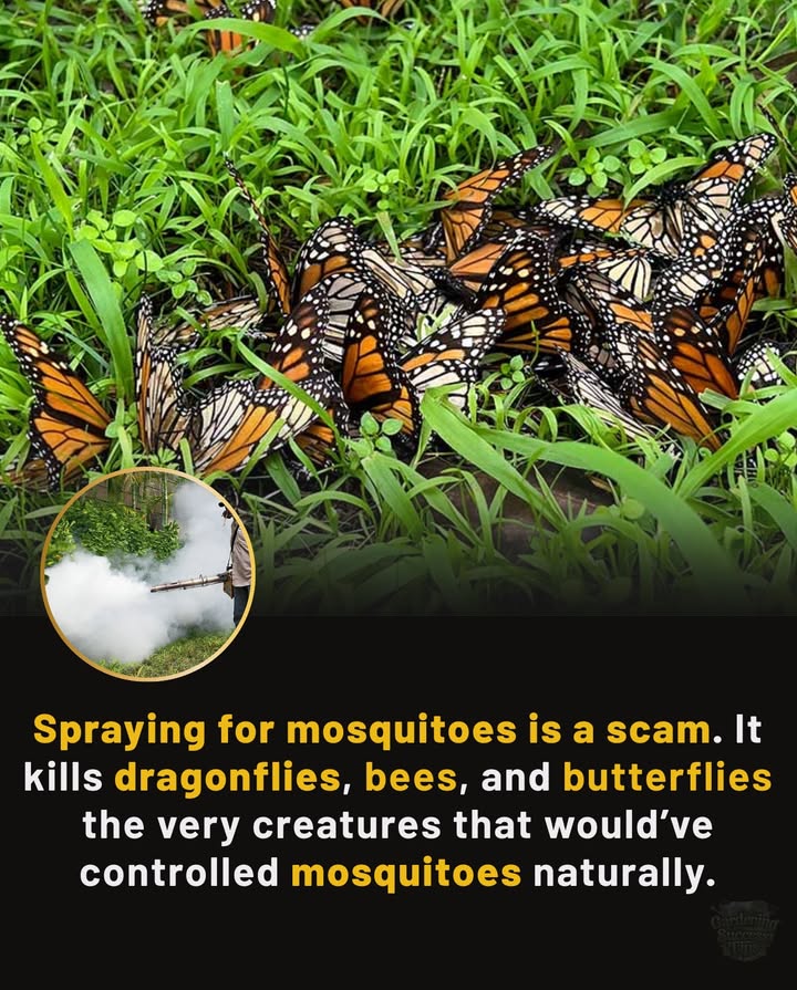 Spraying for Mosquitoes is a Scam
 Collateral Damage  Those sprays dont just kill mosquitoes. They wipe out dragonflies, bees, and butterflies  the very creatures that naturally keep mosquito numbers in check.
 Short-Lived Effect  Chemical sprays only reduce mosquitoes temporarily, while destroying the ecosystem that balances them long-term.
 Better Solutions  Encourage dragonflies, bats, and native birds by creating habitats with water features, pollinator plants, and avoiding pesticides.
 Nature Knows Best  Healthy ecosystems regulate themselves. By protecting pollinators and predators, you get stronger, natural mosquito control  no toxins required.

 Choose balance, not chemicals. Protect pollinators, protect yourself.