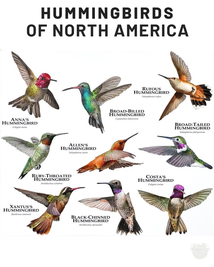 Hummingbirds arent just beautifultheyre ecological powerhouses!

 Beat their wings up to 80 times per second 
 Visit 1,000 flowers a day for nectar
 Essential pollinators for wildflowers & gardens
 Can fly backwards, sideways, and upside down
 Burn energy so fast they enter torpor at night mini-hibernation

 A single garden filled with native blooms can become a life-saving stop on their 2,000 mile migrations.
#Hummingbirds #PollinatorGarden