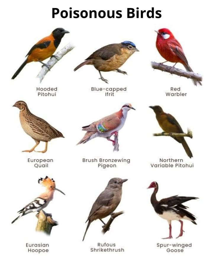 Beware!  9 Poisonous Birds You Never Knew Existed
 Hooded Pitohui
 Found in New Guinea, this bird carries batrachotoxins in its skin and feathersone of the most potent neurotoxins known.

 Blue-capped Ifrit
 Also from New Guinea, this beautiful bird contains the same toxins as poison dart frogs!

 Red Warbler
 Though rare, certain warblers can carry toxins from their insect-heavy diet.

 European Quail
 Safe in some seasons but potentially toxic in others a condition known as coturnismespecially dangerous after migration.

 Brush Bronzewing Pigeon
 Some evidence suggests they may carry toxins from specific plants they feed on.

 Northern Variable Pitohui
 Like its cousin, it also secretes batrachotoxins, making it one of natures most toxic birds.

李 Eurasian Hoopoe
 Produces a foul-smelling, antibacterial secretion that can deter predators and may cause skin irritation.

癩 Rufous Shrikethrush
 Believed to be mildly toxic due to its insect diet. Its danger lies more in handling than ingestion.

 Spur-winged Goose
 Feeds on blister beetles, accumulating cantharidina lethal toxin that can be fatal if consumed.

 Why Are These Birds Poisonous?
Many of these birds dont produce toxins themselvesthey acquire them from their diet, especially toxic insects or plants. Its natures way of saying: Do not eat me!