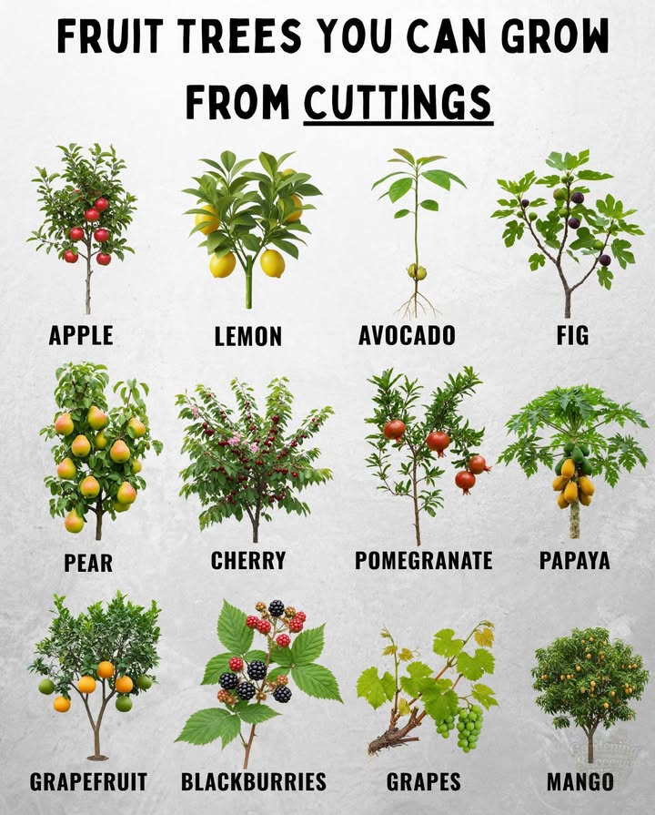 Fruit Trees You Can Grow From Cuttings

 Apple, pear, and cherry  easy to root in mild climates
 Lemon, orange, and grapefruit  perfect for pots and backyard gardens
 Avocado, fig, and olive  thrive in sunny spaces
 Papaya and mango  love warm, humid conditions
 Pomegranate and grapes  hardy and productive
 Blackberries, raspberries, and blueberries  fast-growing and abundant

 Tips to Grow From Cuttings:
 Choose healthy branches about 68 inches long
 Dip the cut end in rooting hormone for faster success
 Keep soil moist and warm until roots develop

Multiply your fruit trees without seeds and fill your garden with flavor and life.