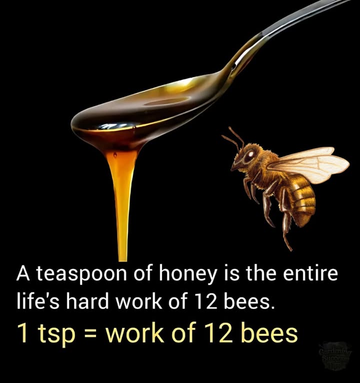 A Drop of Gold, A Lifes Work
Just one teaspoon of honey represents the lifetime effort of 12 bees.
Every drop is a gift of labor, teamwork, and pollinationessential not just for honey, but for life itself.
Lets respect the bees.