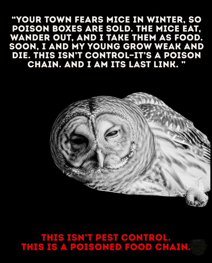 黎 The Hidden Cost of Poison
They say it only kills mice, but heres the truth: the mouse eats it, the owl eats the mouse, and our vital predators suffer. 

This isnt pest control; its a poisoned food chain. 

 Choose safer alternatives  protect the hunters that protect us!