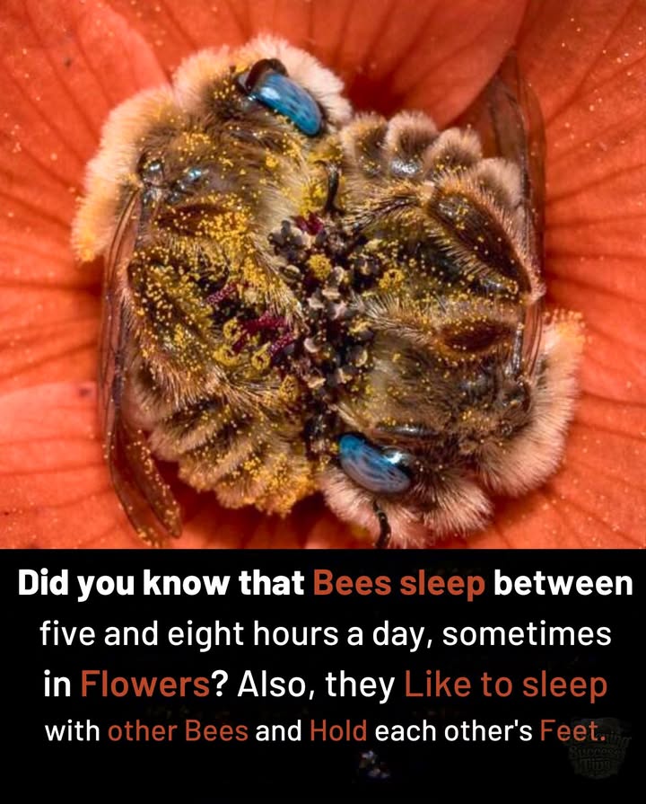 Yes, bees sleepbetween 5 and 8 hours a day!  Sometimes nestled inside flowers, they even hold each others feet while they rest.
Natures tiniest workers deserve their beauty sleep.
Lets protect their habitats so they always have a cozy bloom to rest in.