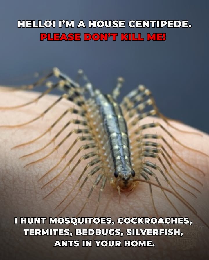 Please Dont Kill Me! Im a House Centipedeand Im on your side. 
I may look spooky, but Im a natural pest controller, hunting down mosquitoes, roaches, termites, silverfish, ants, and even spiders while you sleep. No chemicals or traps neededjust me, working for free!

 Quick Facts:
 Harmless to humans
 Prefer to hide from you
 Can live up to 7 years
 A sign of balance in your home

 Let me live, and Ill keep your home healthier, naturally!