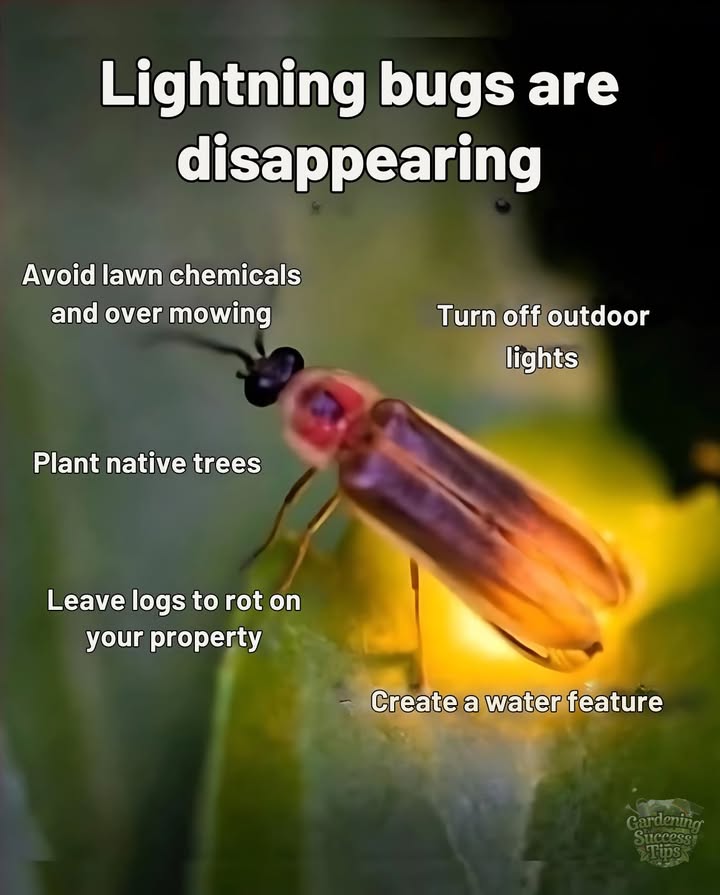 Help bring back lightning bugs! 

 Skip lawn chemicals  
 Plant native trees  
 Add a small water source  
 Leave old logs to rot  
 Turn off outdoor lights at night  

Small changes can light up our summer skies again!