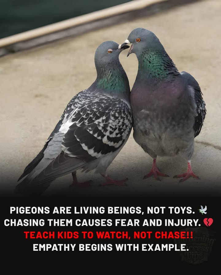 City pigeons are sentient beings,  
not playthings for children.  
Chasing or scaring them causes stress,  
and sometimes even injury.  

What we can teach kids:  
 Keep distanceobserve, dont chase.  
 Dont throw objects, kick, or scare.  
 Stay quiet when pigeons are feeding or resting.  
 If you see an injured bird, contact a local rescue group.  

Children learn empathy by example  
lets teach them to respect all living beings.