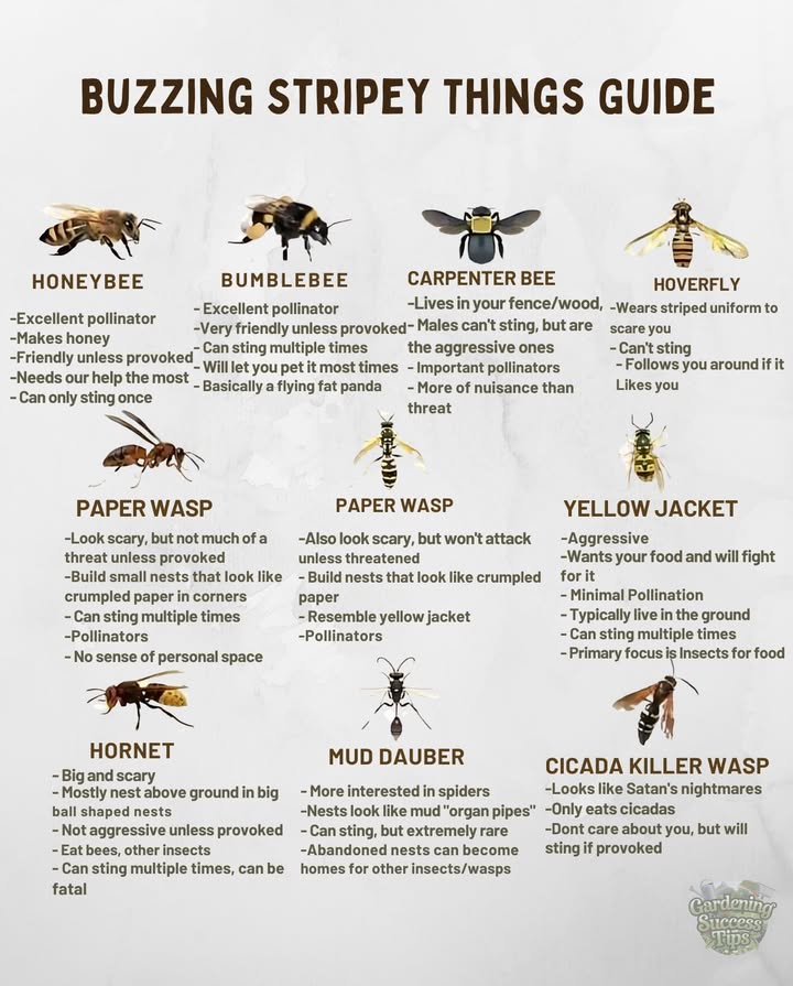 Buzz buzz… not all stripy things are out to get you!

Some pollinate your flowers 
Some just want your sandwich.
Some look scary but are total softies.