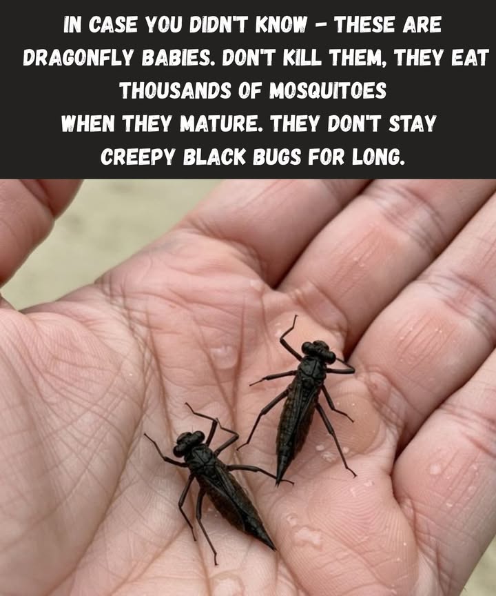 Dragonfly Babies: Natures Tiny Mosquito Hunters 

 Meet the Heroes in Disguise!
If youve spotted these odd-looking black bugs near water, youre actually looking at baby dragonflies, also known as nymphs. While they might seem a bit creepy at first glance, dont be too quick to squash them!

烈 Why You Should Let Them Live:
These little guys grow into majestic dragonfliessome of natures best mosquito killers! As adults, they can consume hundreds to thousands of mosquitoes each day, helping keep your backyard bug-free.

 Aquatic Warriors:
Dragonfly nymphs live in water and are fierce predators even before they get wings. They feast on mosquito larvae, tadpoles, and even tiny fish. They play a vital role in keeping ecosystems balanced.

曆 Transformation in Progress:
They may look like alien invaders now, but soon theyll molt and take flight as colorful, shimmering dragonflies. Its one of natures coolest makeovers!

 So, Next Time You See One
Remembertheyre not pests. Theyre protectors. Dont kill them. Theyre your natural mosquito defense team in training!